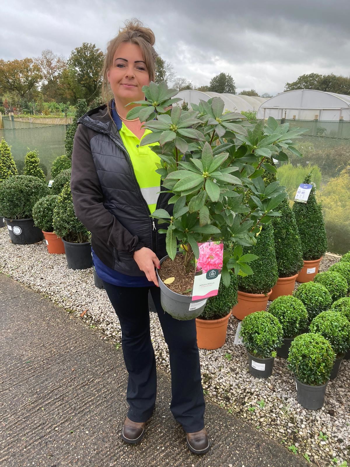 Azalea Knaphill Homebush 4.6 Litre Pot