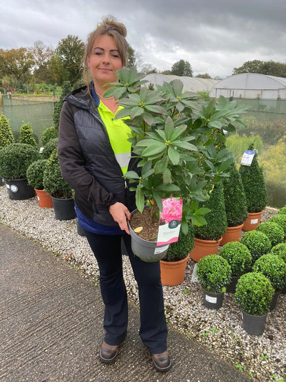 Azalea Knaphill Homebush 4.6 Litre Pot