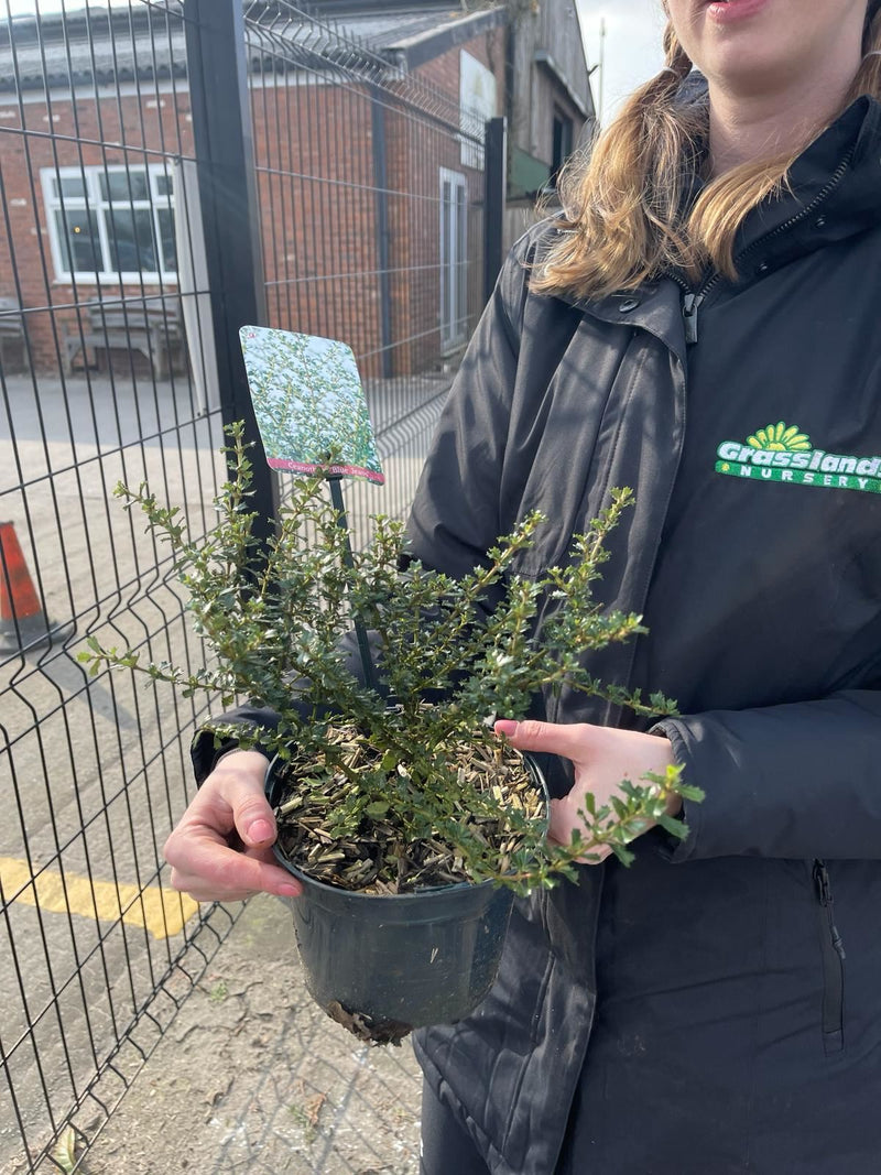 Ceanothus Blue Jeans 2 Litre Pot