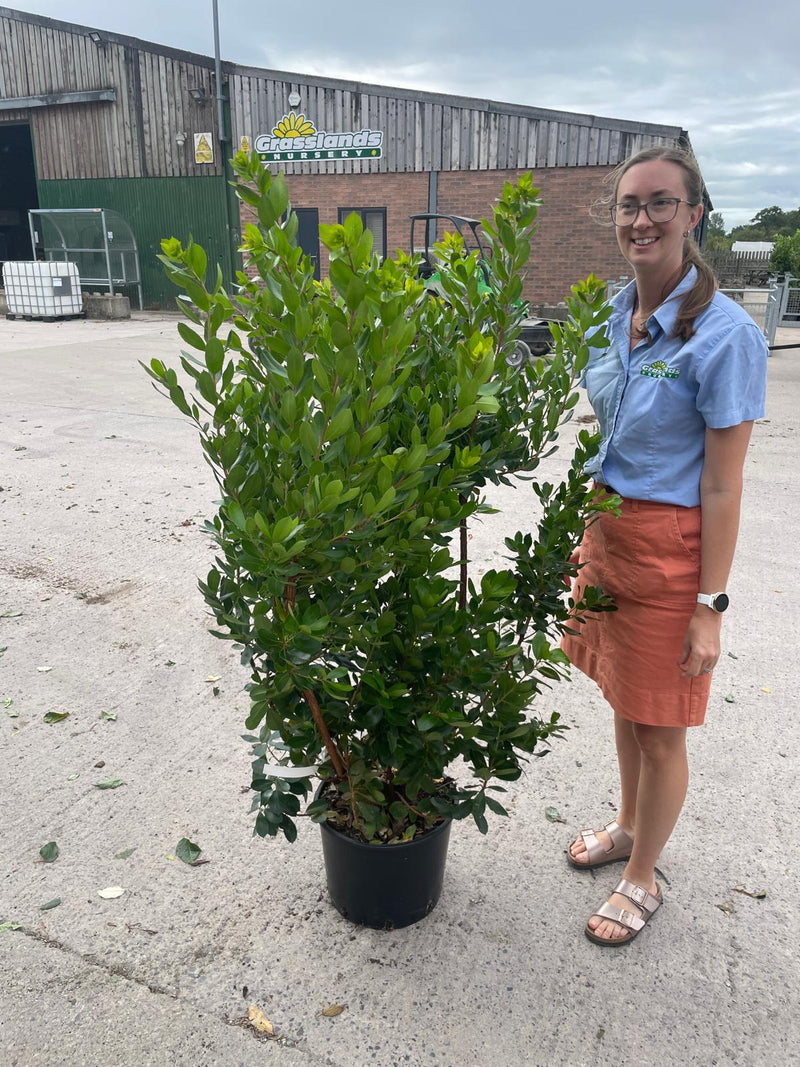 Arbutus Unedo 20 Litre Pot 125/150cm Tall