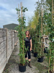 Laburnum wat. Vossii 20 Litre Pot 175/200cm