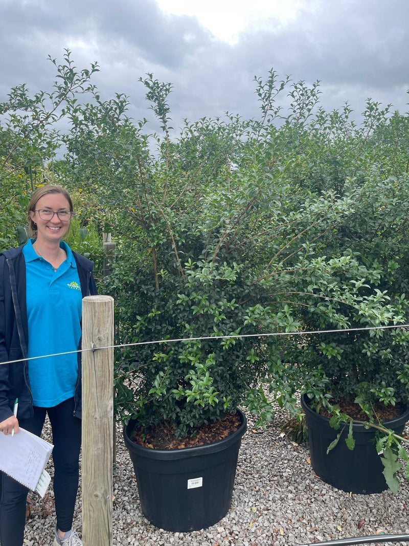 Osmanthus Burkwoodii Solitaire Specimen 160/180cm