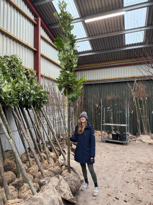 Prunus laur. Novita Cherry Laurel Full Standard 16/18cm Pre Order/Ready For June