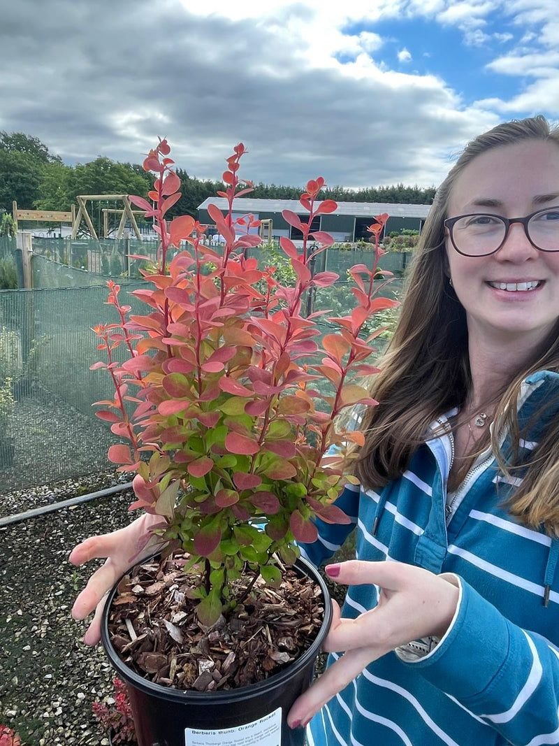 Berberis thunbergii Orange Rocket 3 Litre Pot