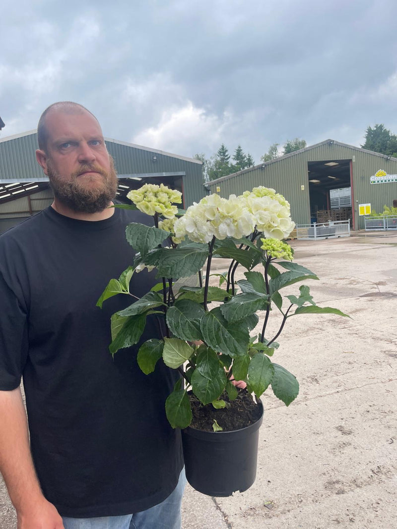 Hydrangea macrophylla Black Steel White 5 Litre Pot
