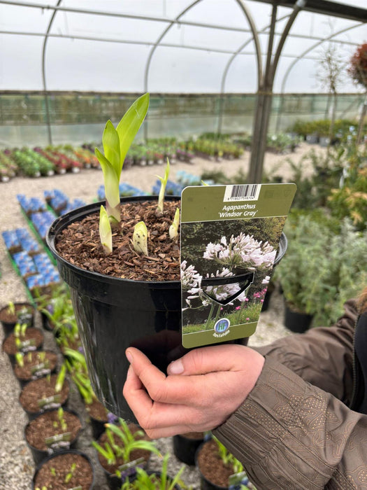Agapanthus Windsor Gray 5 Litre Pot