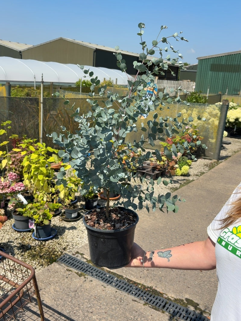 Eucalyptus Gunnii 3 Litre Pot
