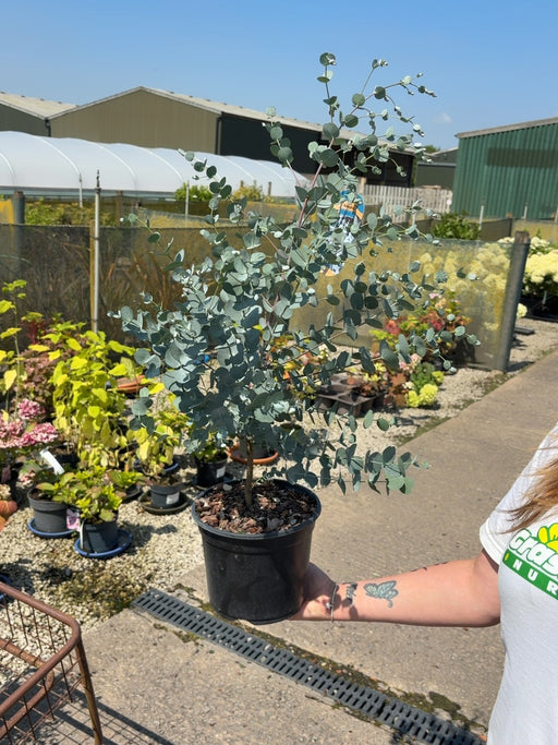 Eucalyptus Gunnii 3 Litre Pot