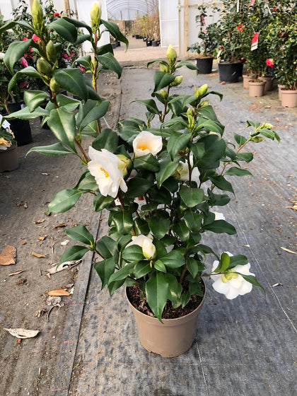 Camellia Japonica Myaki Dori 3 Litre Pot