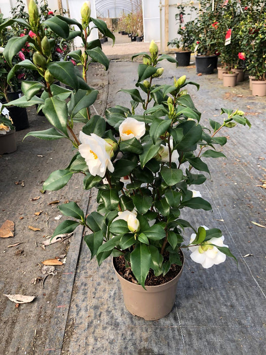Camellia Japonica Myaki Dori 3 Litre Pot