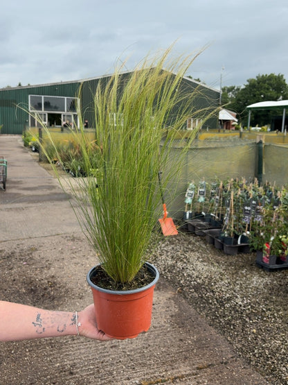 Stipa Tenuissima Pony Tails 2 Litre Pot