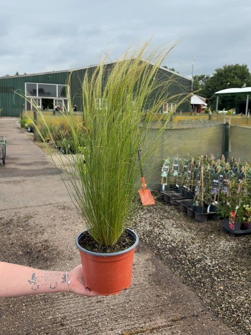 Stipa Tenuissima Pony Tails 2 Litre Pot