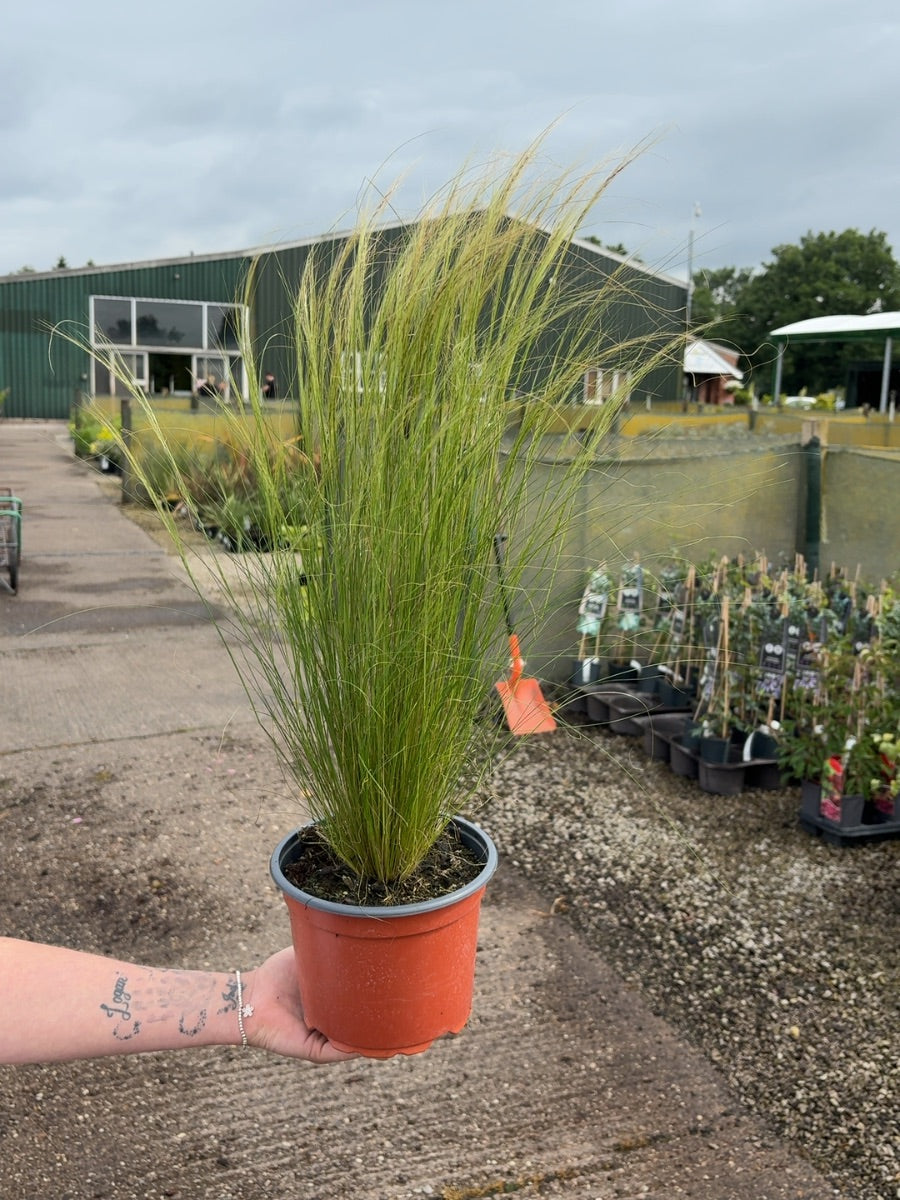 Stipa Tenuissima Pony Tails 2 Litre Pot