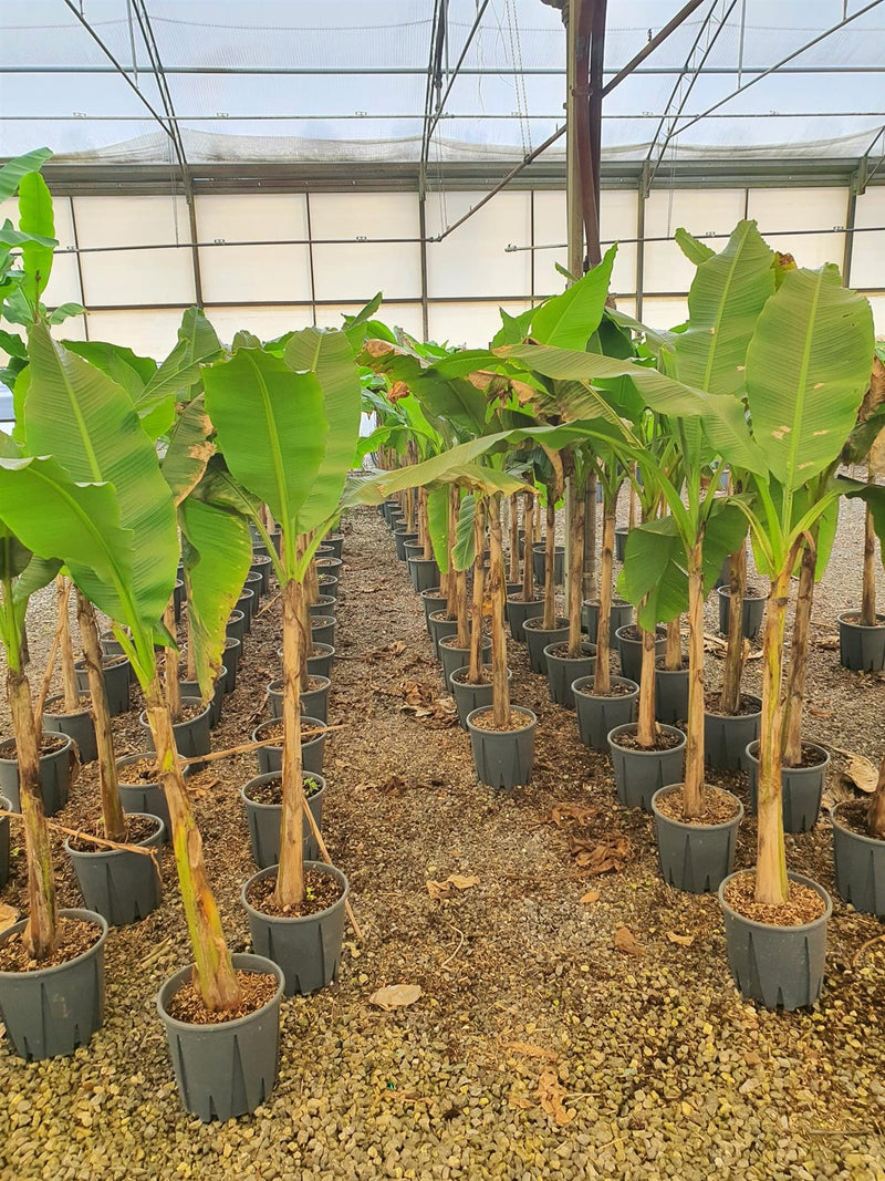 Musa Basjoo 9 Litre Pot