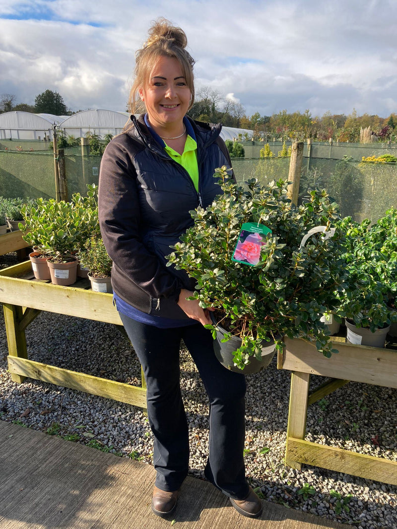 Azalea Japonica Laura Moorland 7.5 Litre Pot