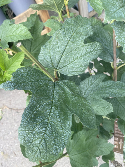 Viburnum opulus Roseum 12 Litre Pot