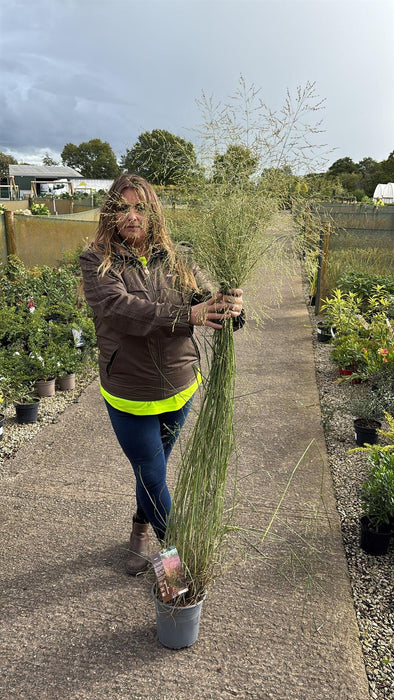 Panicum virgatum Prairie Sky 4.5 Litre