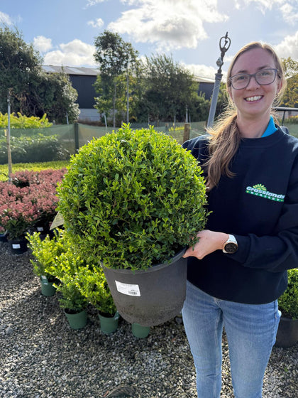 Buxus Ball Betterbuxus Skylight 15 Litre Pot 40cm