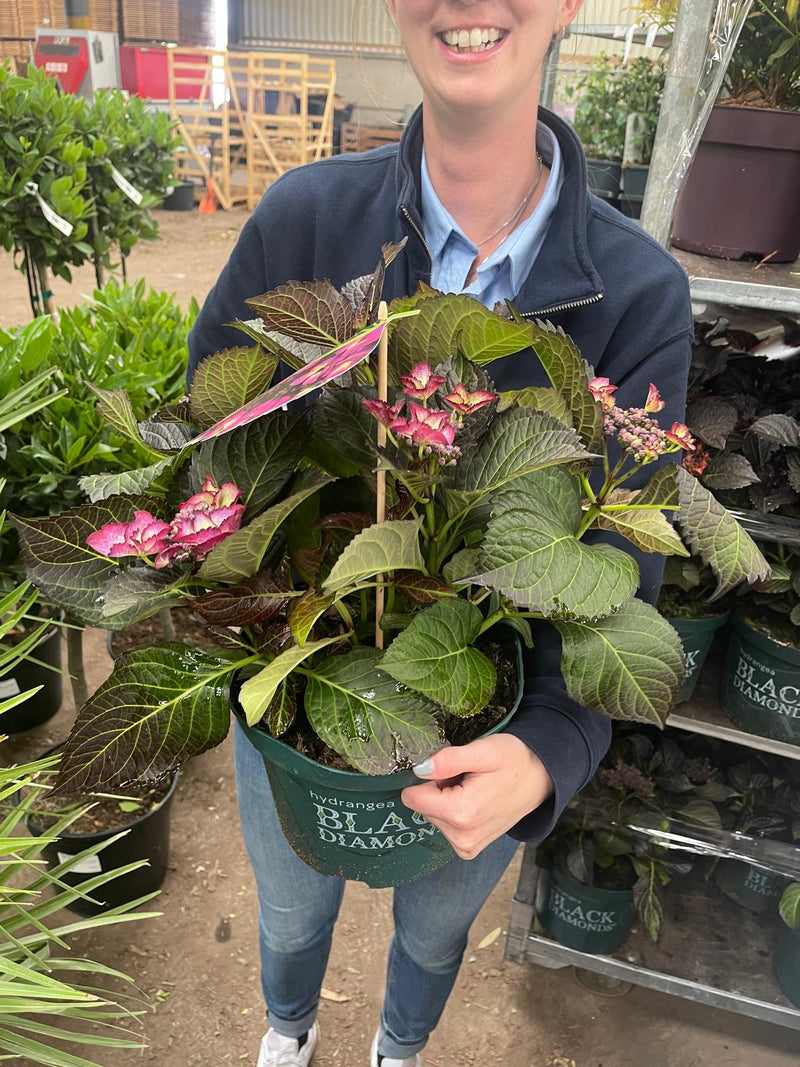 Hydrangea Black Diamonds Tellar Dark Angel Purple 5 Litre Pot