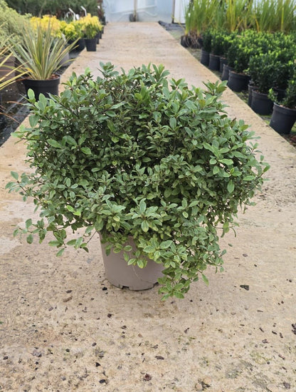 Pittosporum Pom Pom 5 Litre Pot