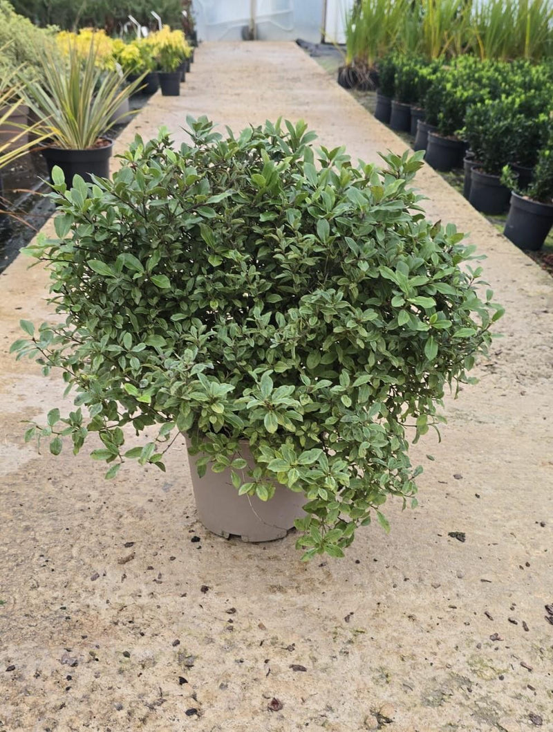 Pittosporum Pom Pom 5 Litre Pot