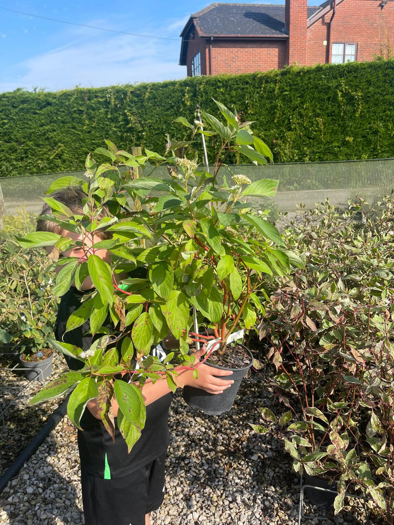 Cornus alba Baton Rouge 3 Litre Pot