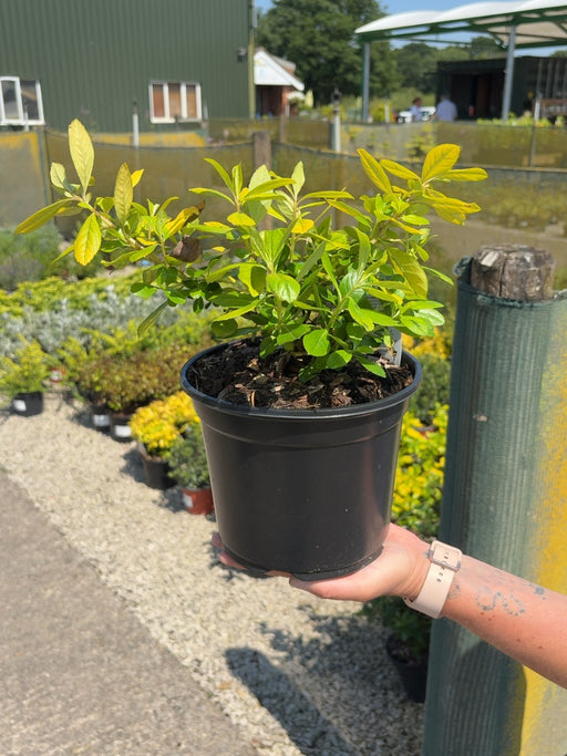 Escallonia Golden Ellen 3 Litre Pot