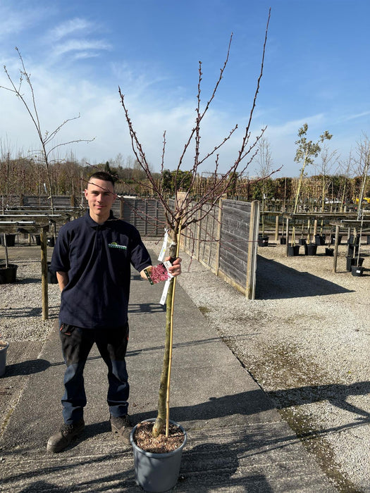 Malus Diable Rouge Half Standard 15 Litre Pot