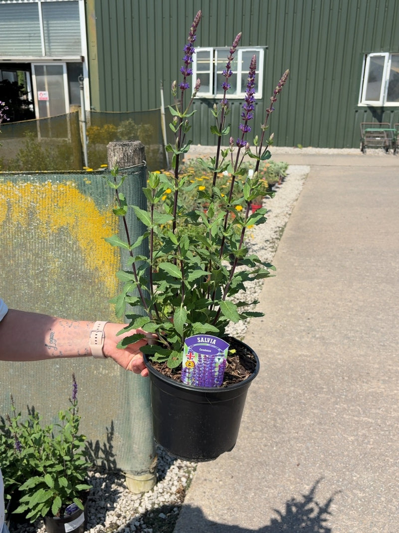 Salvia ner. Caradonna 3 Litre Pot