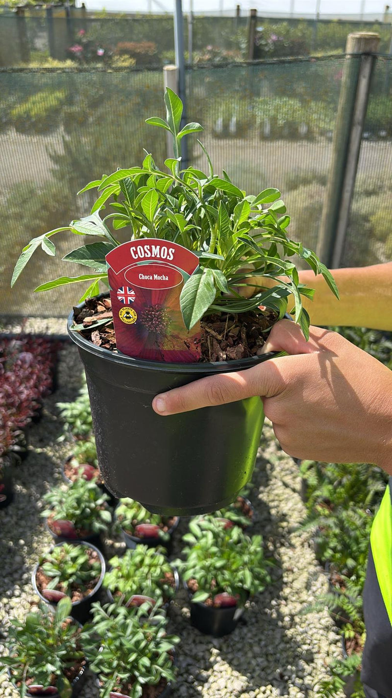 Cosmos Choca Mocha 3 Litre Pot