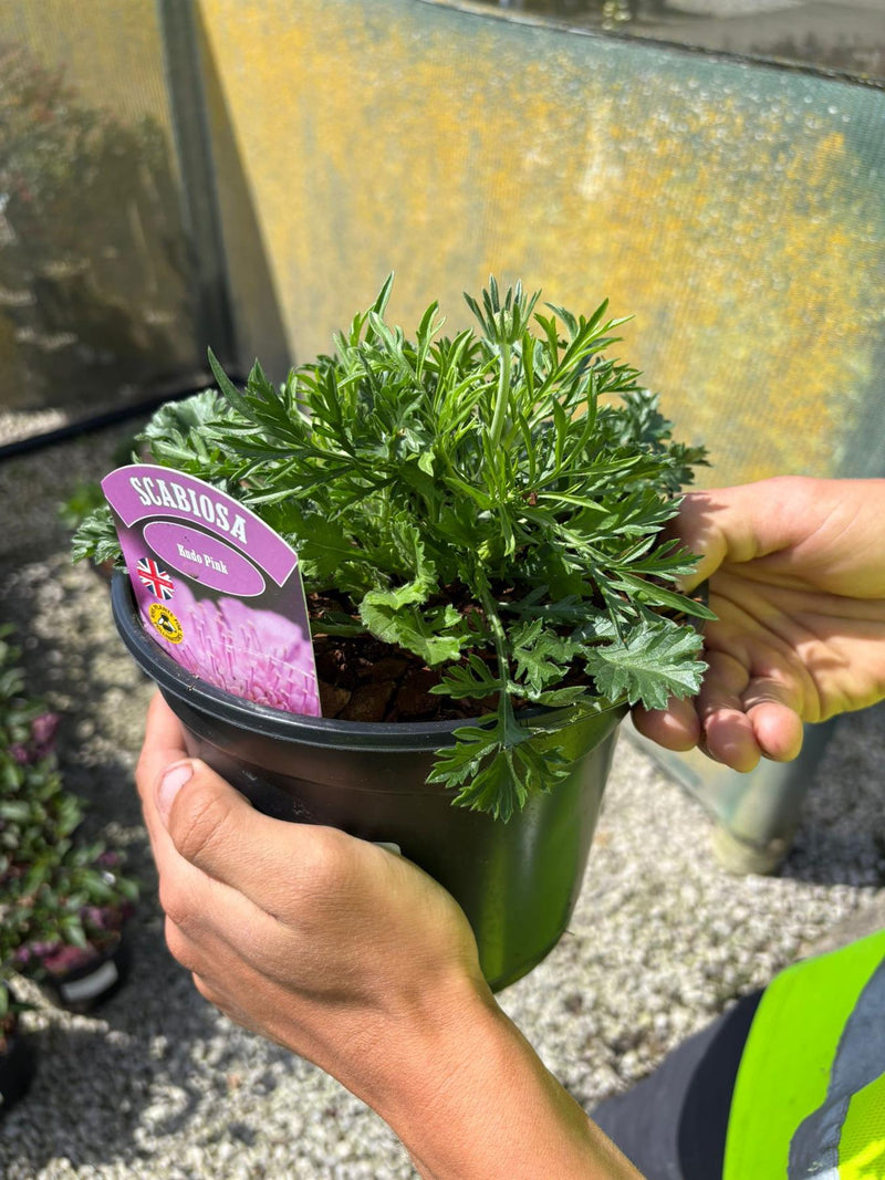 Scabiosa Pink Mist 3 Litre Pot