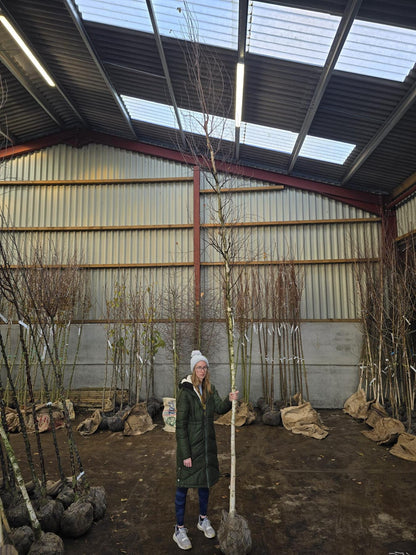 Betula Pendula Fastigiata 8/10cm Girth Seconds