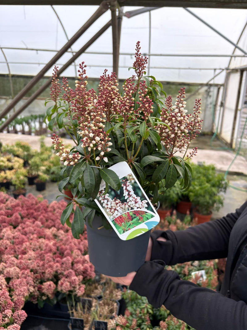 Pieris Japonica Bonfire 2 Litre Pot