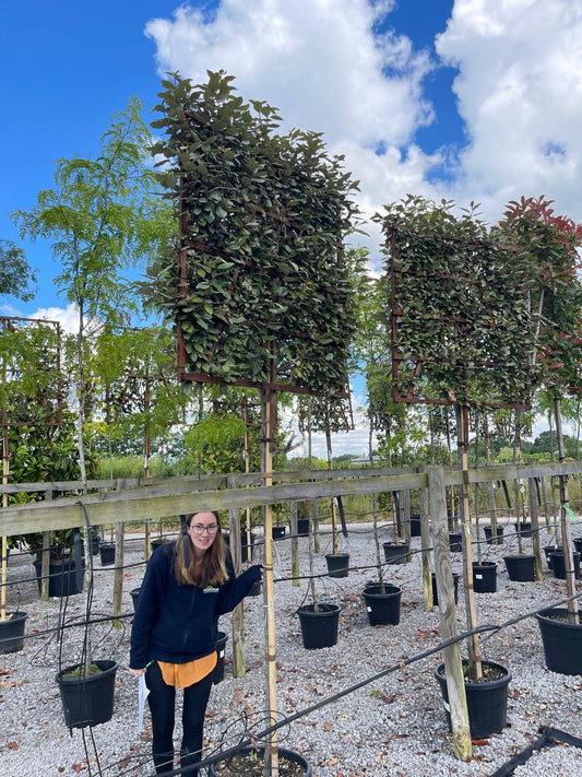Elaeagnus Ebbingei Compacta Pleached 180cm Stem 120x120cm Frame