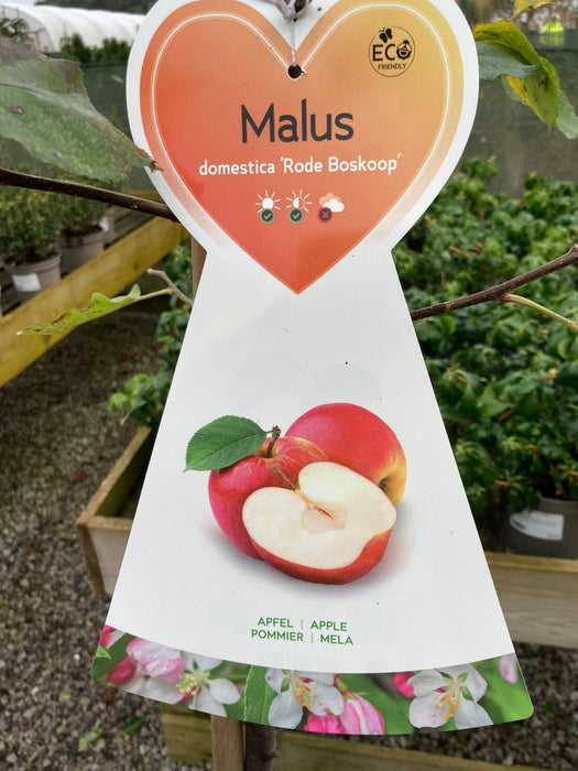 Apple Red Boskoop 7.5 Litre Half Standard