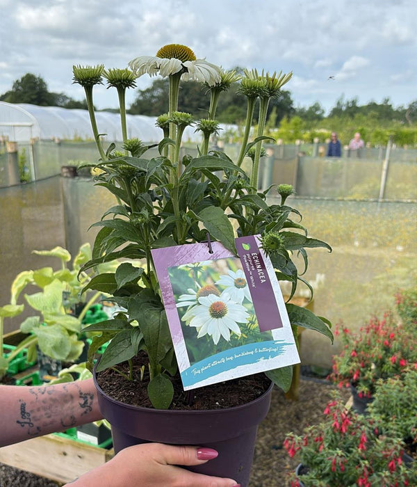 Echinacea Purpurea Pow Wow White 5 Litre Pot