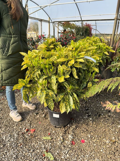 Aucuba Japonica Crotonifolia 20 Litre Pot 80-100cm