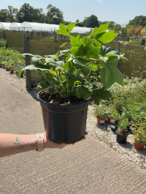 Anemone hyb. Honorine Jobert 3 Litre Pot