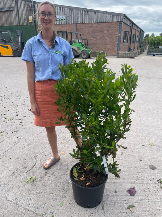 Arbutus Unedo Atlantic 20 Litre Pot 130cm Tall