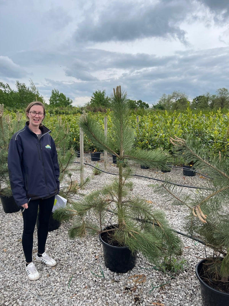 Pinus Nigra Nigra 35 Litre 125/150cm