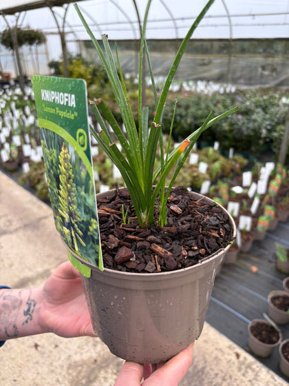 Kniphofia Lemon Popsicle 2 Litre Pot