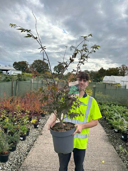 Acer Palmatum Osakazuki 12 Litre Pot 100/125cm Tall