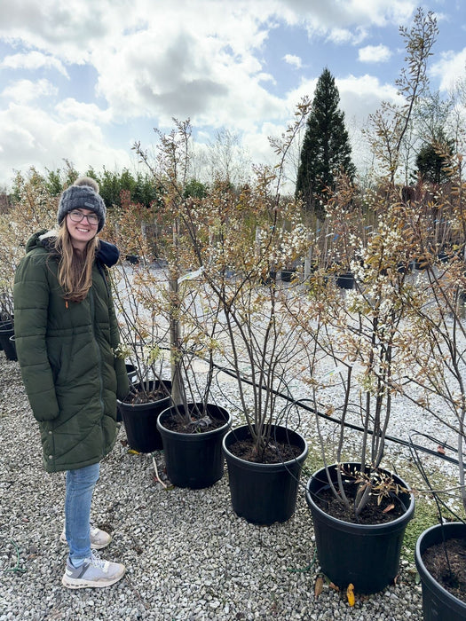 Amelanchier Lamarckii Multi Stem 100/125cm Pot Growing Ready-Pre-Order June