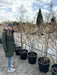 Amelanchier Lamarckii Multi Stem 100/125cm Pot Growing Ready-Pre-Order June