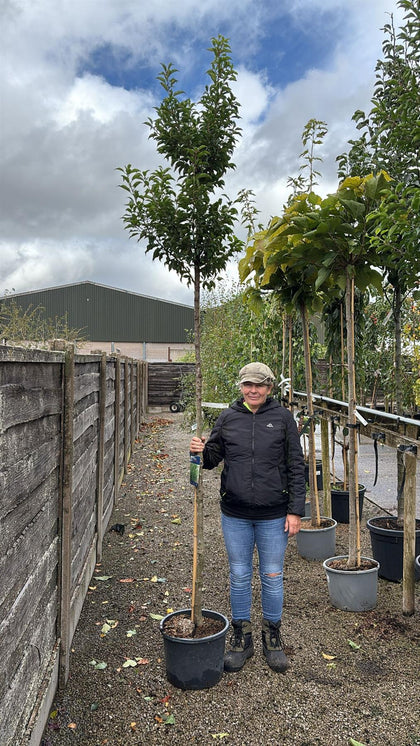 Prunus Brenelia Full Standard 25 Litre Pot 200cm Stem