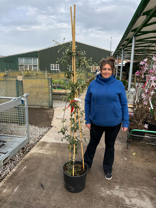 Clematis Avalanche 20 Litre Pot 175/200cm Tall