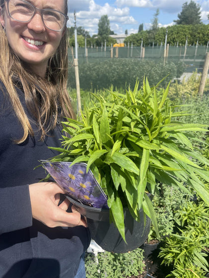 Aster d. Lady in Blue 3 Litre Pot