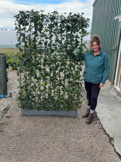 Hedera Hibernica Instant Pleached Panel - Partition 180cm Tall x 120cm Wide