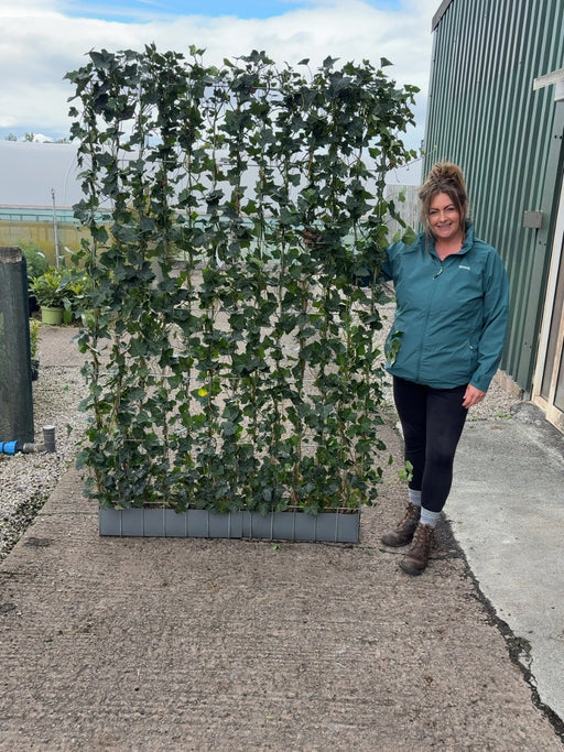 Hedera Hibernica Instant Pleached Panel - Partition 180cm Tall x 120cm Wide