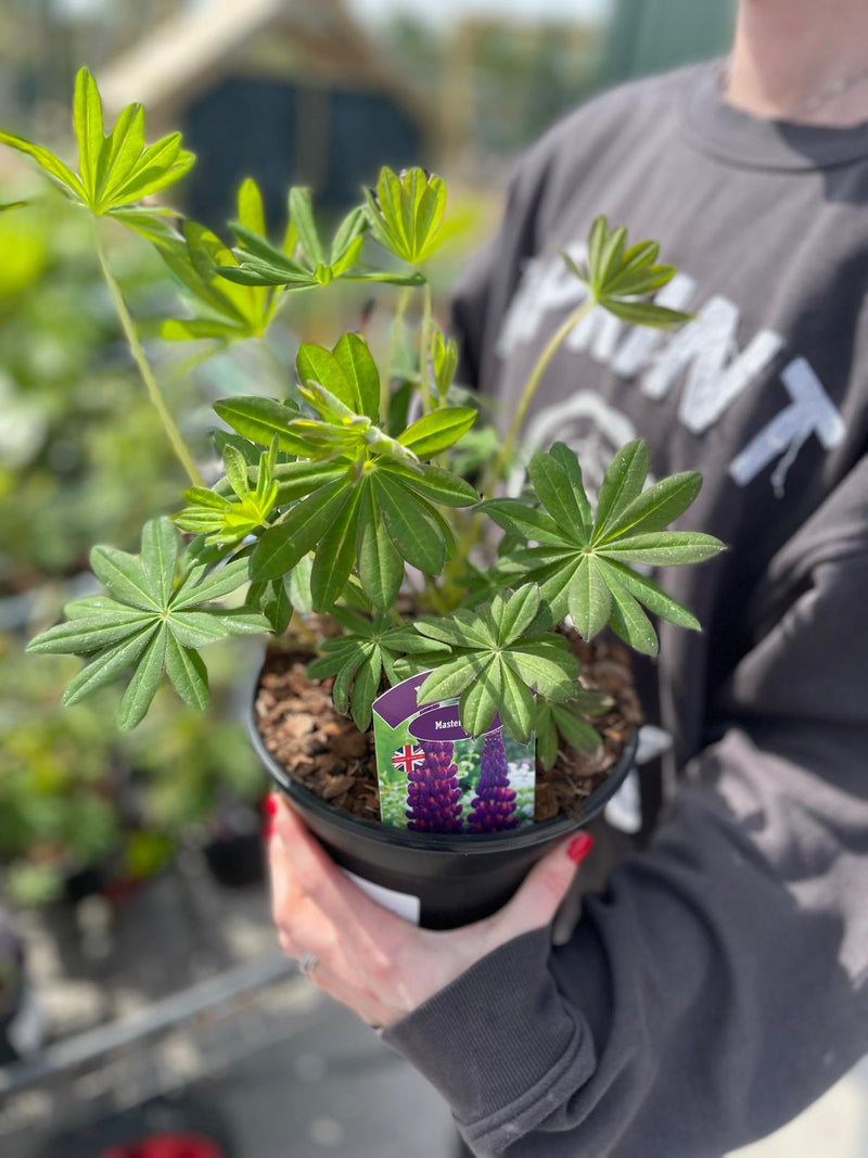 Lupin Masterpiece 3 Litre Pot
